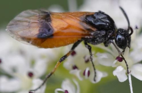 Arge cyanocrocea